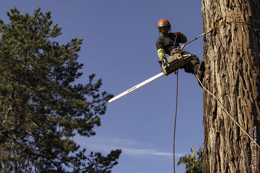 Homme avec tronconneuse pour elagage sequoia geant