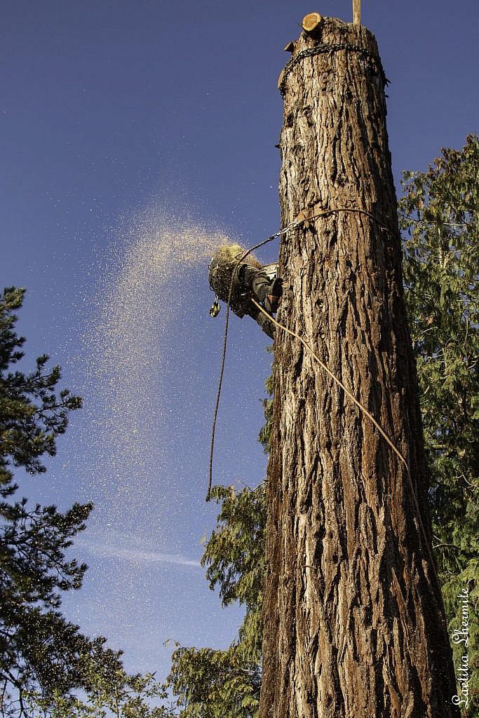 Reportage photo en exterieur au pied du sequoia geant