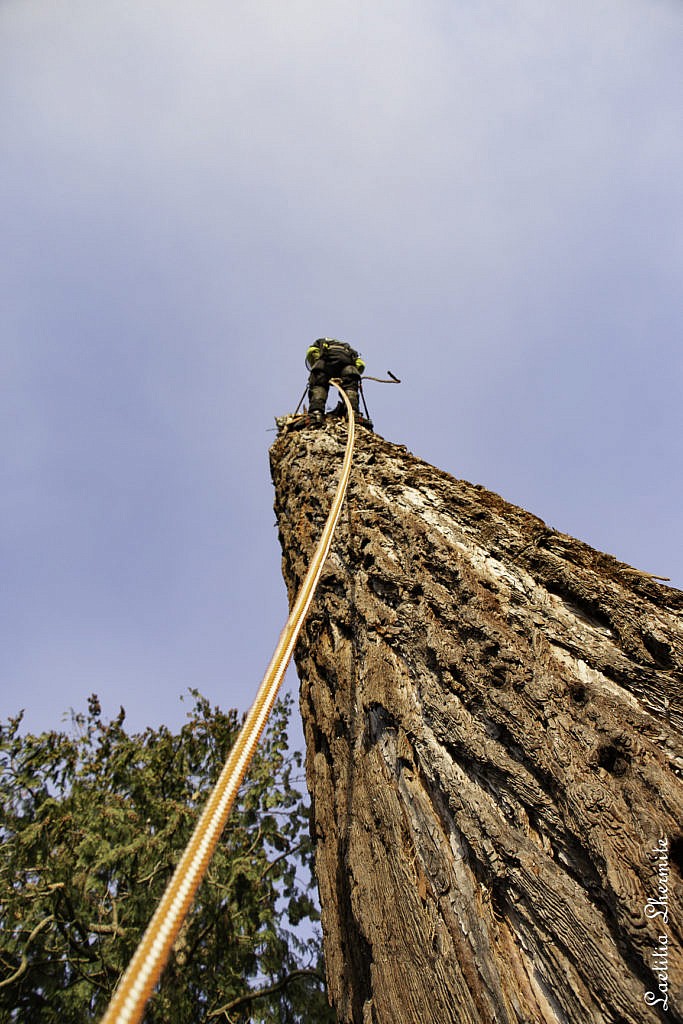 Reportage photo au pied du sequoia geant