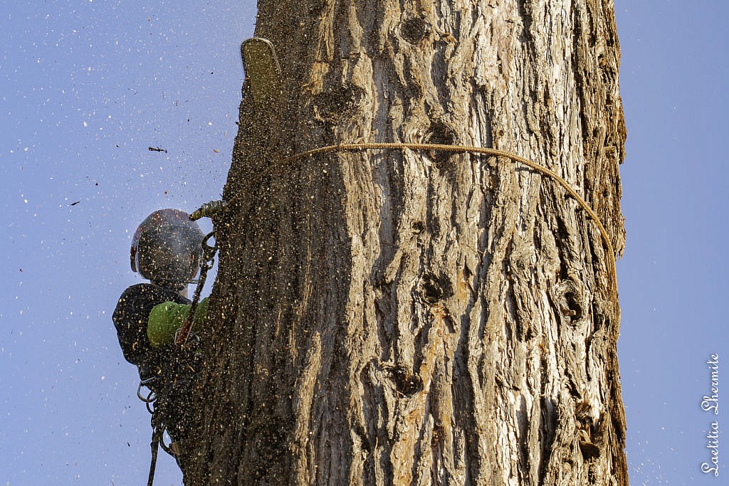 Reportage photo elagage sequoia geant