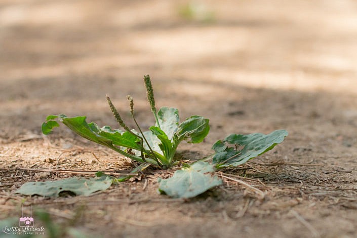 Du plantain perdu sur la route