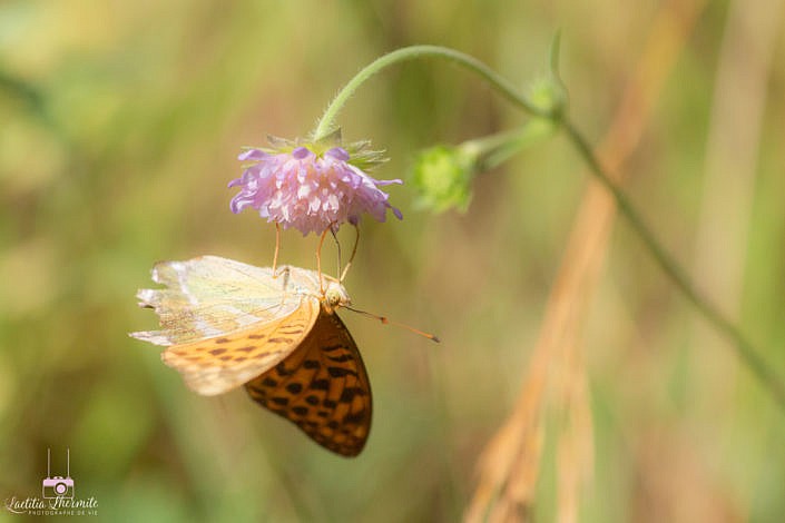 Papillon tête à l'envers