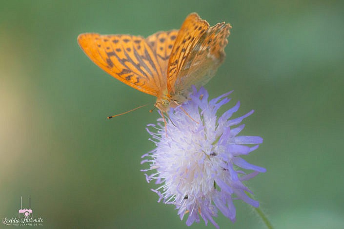 Papillon orangé magique