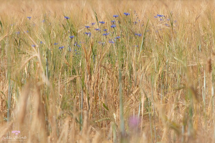 champ et fleurs bleues