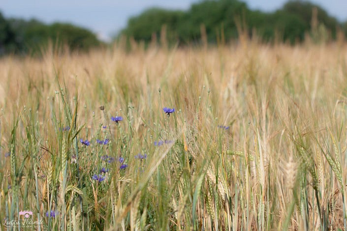 Fleurs bleues dans champ de blé