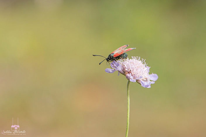 Papillon sur fleur