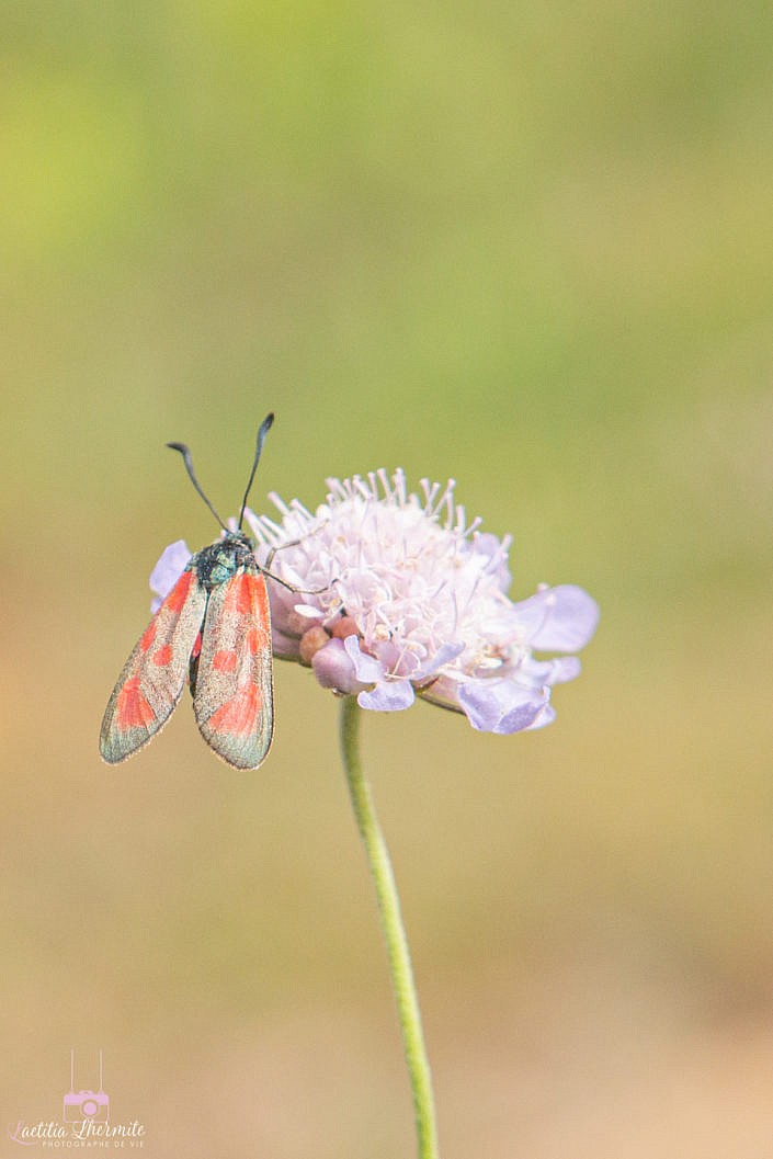 Papillon sur fleur