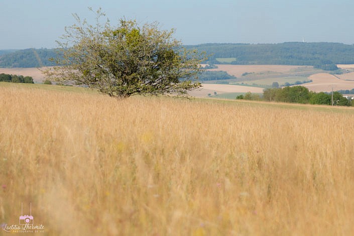 ARbre perdu au milieu de la prairie