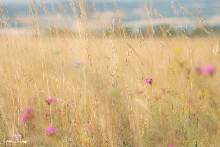 Prairie colorée