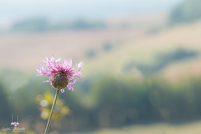 Fleur violette