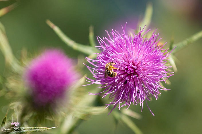 Abeille butinant jolie fleur