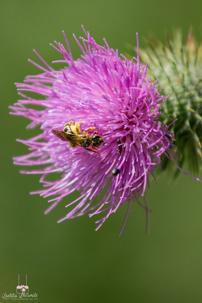 Abeille butinant jolie fleur